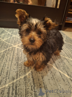 Foto №1. biewer terrier, yorkshire terrier - zum Verkauf in der Stadt Vilnius | 600€ | Ankündigung № 127655