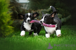 Foto №4. Ich werde verkaufen welsh corgi in der Stadt Cherson. vom kindergarten, züchter - preis - verhandelt