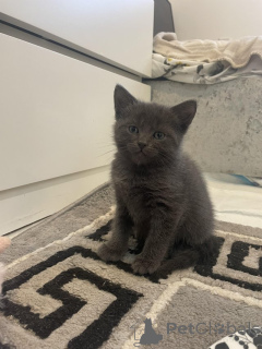 Foto №1. russisch blau - zum Verkauf in der Stadt Bern | Frei | Ankündigung № 155202