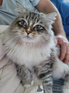 Foto №3. Sibirische Kätzchen. USA