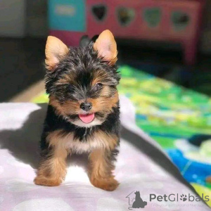 Foto №3. Teacup Yorkies zum Adoption Verfinbarbar. Deutschland