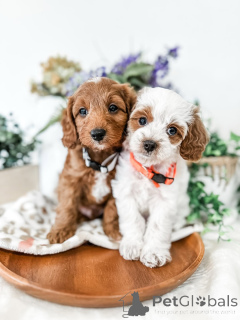 Foto №2 zu Ankündigung № 157767 zu verkaufen labradoodle - einkaufen Schweden quotient 	ankündigung