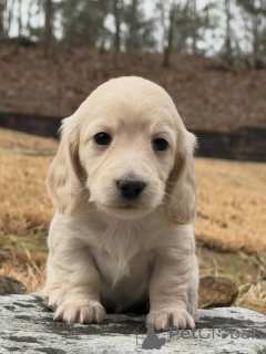 Foto №4. Ich werde verkaufen dackel in der Stadt Warschau. züchter - preis - verhandelt