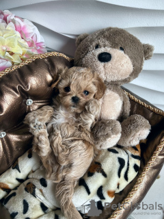 Foto №3. Elite Mini Maltipu F1. Weißrussland