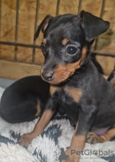 Foto №3. Zwergdackel verfügbar.. USA