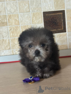 Foto №4. Ich werde verkaufen pudel (zwerg) in der Stadt Krasnodar. quotient 	ankündigung - preis - 2479€