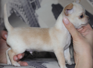 Foto №4. Ich werde verkaufen mischlingshund in der Stadt Tscherepowez. züchter - preis - 158€