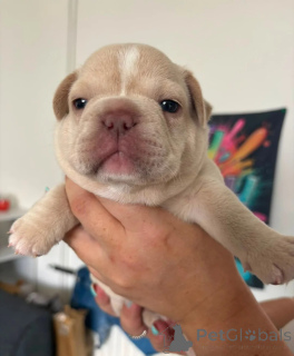 Foto №1. französische bulldogge - zum Verkauf in der Stadt Berdorf | 400€ | Ankündigung № 174352
