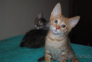 Foto №1. german rex - zum Verkauf in der Stadt Berlin | 500€ | Ankündigung № 138855