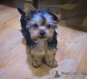 Foto №2 zu Ankündigung № 97089 zu verkaufen yorkshire terrier - einkaufen Georgien quotient 	ankündigung