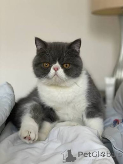Foto №2 zu Ankündigung № 172705 zu verkaufen exotische kurzhaarkatze - einkaufen Belgien quotient 	ankündigung, züchter