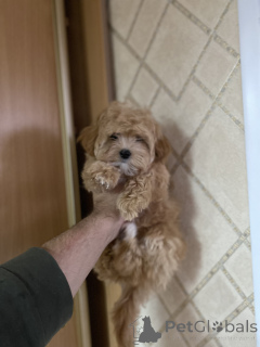 Foto №3. Mini-Maltipoo. Ukraine