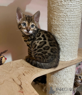 Foto №1. bengal katzenrasse - zum Verkauf in der Stadt Brniště | 319€ | Ankündigung № 135321