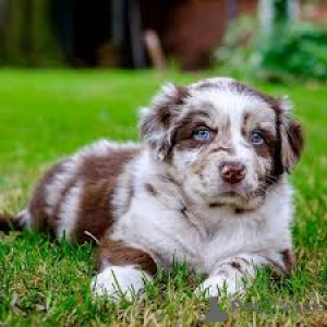 Foto №3. Australian Shepherd-Welpen zu verkaufen. USA