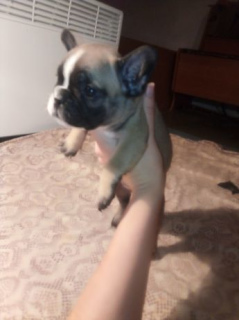 Foto №2 zu Ankündigung № 3737 zu verkaufen französische bulldogge - einkaufen Ukraine quotient 	ankündigung