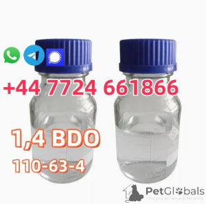 Foto №2 zu Ankündigung № 142167 zu verkaufen american bobtail - einkaufen USA quotient 	ankündigung