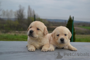 Foto №4. Ich werde verkaufen labrador retriever in der Stadt Stubline. züchter - preis - verhandelt