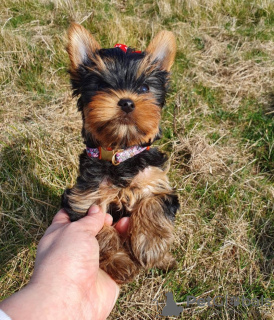 Foto №2 zu Ankündigung № 112310 zu verkaufen yorkshire terrier - einkaufen USA quotient 	ankündigung