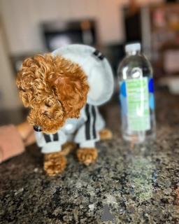 Foto №3. Herzlichen Glückwunsch, Leute. Finnland