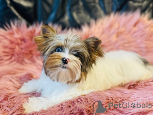 Foto №2 zu Ankündigung № 141307 zu verkaufen yorkshire terrier - einkaufen Polen züchter