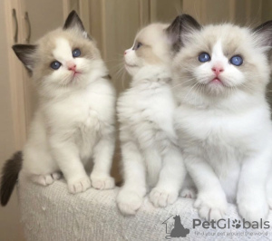 Foto №1. ragdoll-katze - zum Verkauf in der Stadt New York | 237€ | Ankündigung № 104313