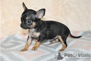 Foto №3. Entzückende Chihuahua-Welpen zur kostenlosen Adoption. Deutschland