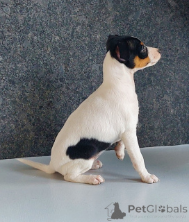 Foto №2 zu Ankündigung № 137183 zu verkaufen american toy terrier - einkaufen Polen züchter