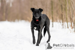 Zusätzliche Fotos: Der gute Hund Drake ist in guten Händen.