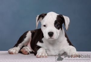 Zusätzliche Fotos: Wunderschöne Amstaff-Welpen warten auf ihre Besitzer, Zwinger Fighter.