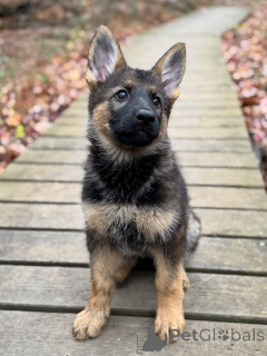 Foto №3. Deutsche Schäferhundwelpen der Champion-Blutlinie jetzt erhältlich!. Deutschland