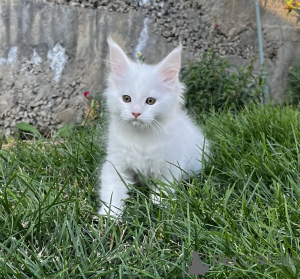 Foto №2 zu Ankündigung № 155983 zu verkaufen maine-coon-katze - einkaufen Russische Föderation vom kindergarten