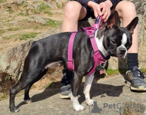 Foto №2 zu Ankündigung № 62813 zu verkaufen boston terrier - einkaufen Russische Föderation 