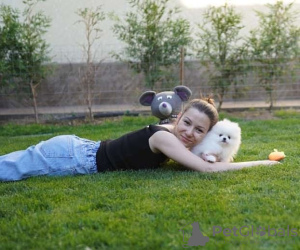 Foto №4. Ich werde verkaufen pommersche spitz in der Stadt Flensburg. quotient 	ankündigung - preis - 404€