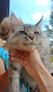 Foto №2 zu Ankündigung № 149425 zu verkaufen maine-coon-katze - einkaufen Russische Föderation vom kindergarten