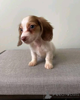 Foto №2 zu Ankündigung № 161308 zu verkaufen  - einkaufen Deutschland 