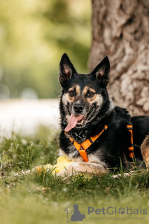 Zusätzliche Fotos: Das kleine Mädchen Millie sucht ein Zuhause!