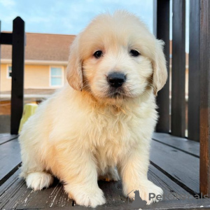 Foto №1. golden retriever - zum Verkauf in der Stadt Los Angeles | 663€ | Ankündigung № 127691