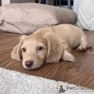 Foto №2 zu Ankündigung № 130486 zu verkaufen dackel - einkaufen Frankreich quotient 	ankündigung