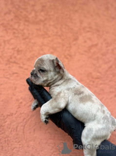 Foto №3. Exotische Französische Bulldogge Balkan Welpen in TOP-Qualität. Serbien