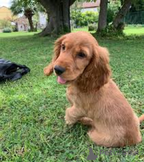 Foto №4. Ich werde verkaufen english cocker spaniel in der Stadt Antwerpen. quotient 	ankündigung, züchter - preis - 700€