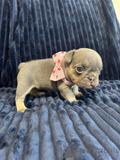 Foto №2 zu Ankündigung № 149554 zu verkaufen französische bulldogge - einkaufen USA quotient 	ankündigung