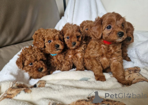 Foto №1. cavalier king charles spaniel - zum Verkauf in der Stadt Hockenheim | 450€ | Ankündigung № 171442