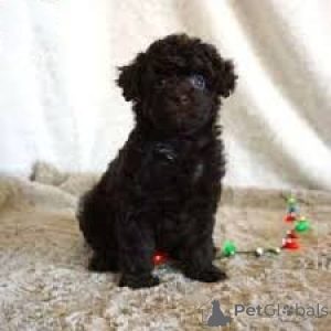 Foto №3. Pudelwelpen zu verkaufen. Österreich