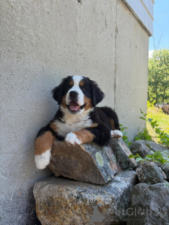 Foto №1. berner sennenhund - zum Verkauf in der Stadt Berlin | verhandelt | Ankündigung № 168566