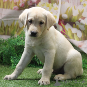 Foto №3. Flash Labrador Retriever Rüde, 9 Wochen alt, bereit nach Hause zu gehen. Deutschland