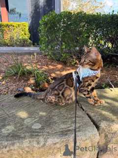 Foto №2 zu Ankündigung № 152715 zu verkaufen bengal katzenrasse - einkaufen Schweiz quotient 	ankündigung