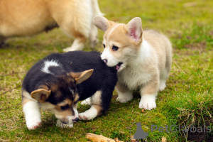 Foto №2 zu Ankündigung № 168443 zu verkaufen welsh corgi - einkaufen Dänemark quotient 	ankündigung, züchter
