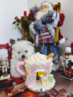 Foto №2 zu Ankündigung № 161369 zu verkaufen pommersche spitz - einkaufen Georgien quotient 	ankündigung, vom kindergarten, züchter