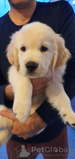 Foto №4. Ich werde verkaufen golden retriever in der Stadt Putten. quotient 	ankündigung, züchter - preis - 450€