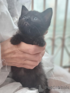 Foto №3. Wunderbare Kätzchen Tim und Tom in guten Händen.. Russische Föderation